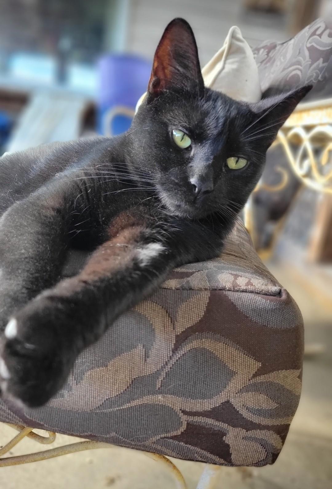 Enlarge Momma Mocha, a Adoptable mixed breed image 1/1