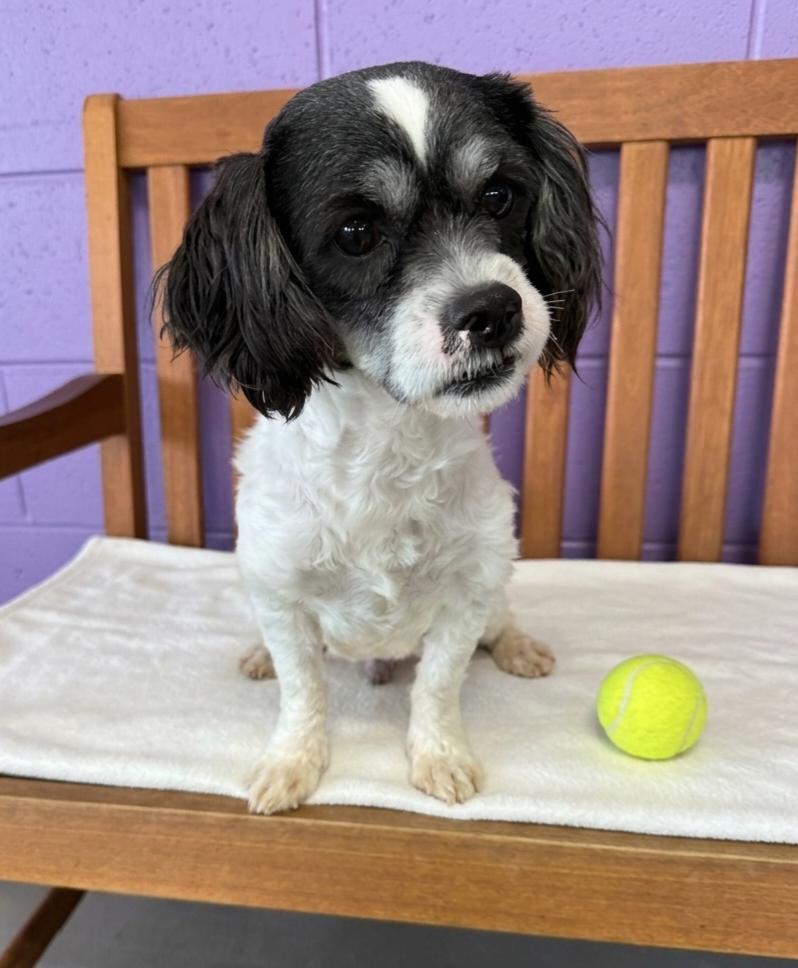 **SCOOTER**, Adoptable, Young Male Shih Tzu.