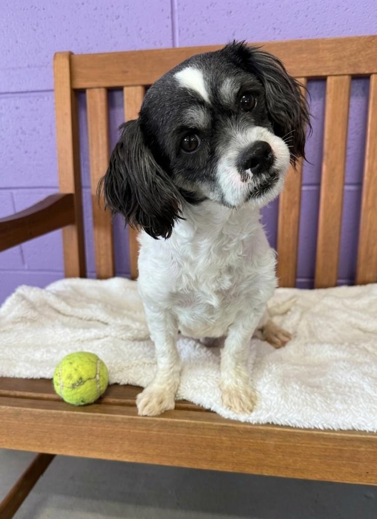 Enlarge **SCOOTER**, a Adoptable Shih Tzu in North Prairie, WI image 2/3