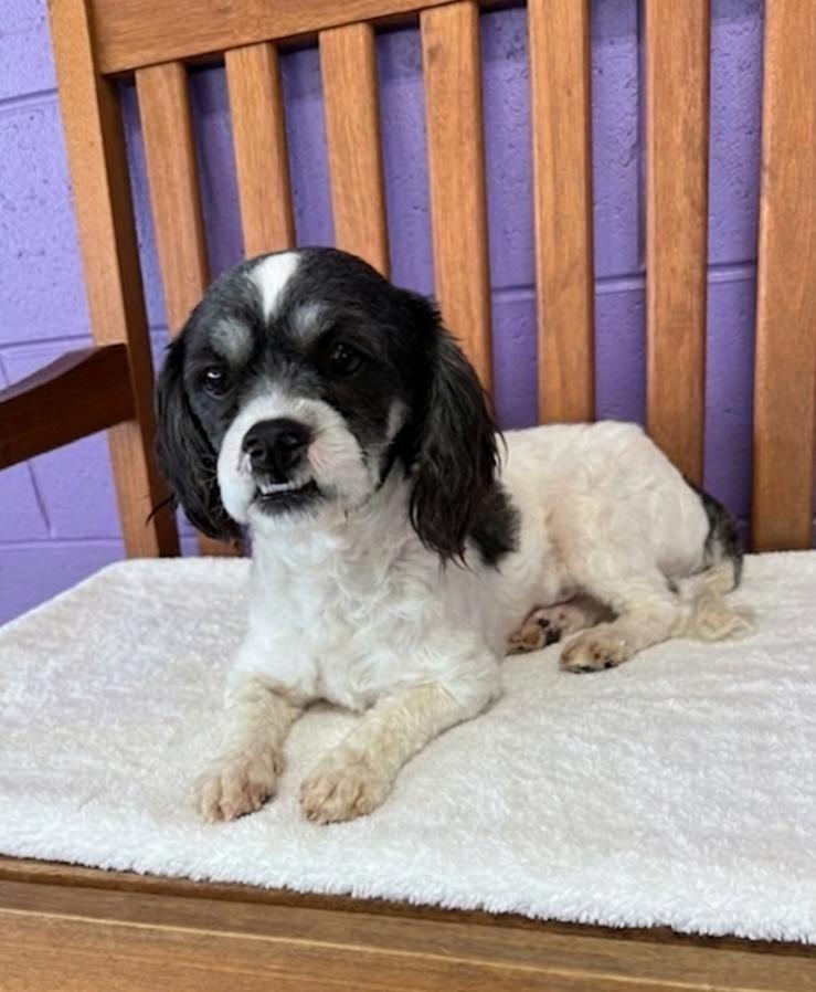 Enlarge **SCOOTER**, a Adoptable Shih Tzu in North Prairie, WI image 3/3