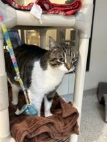 Mowgli, ADOPTABLE, Adult Male Domestic Short Hair.