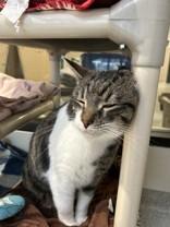 Mowgli, a ADOPTABLE Domestic Short Hair in Hamilton, MT image 2/3