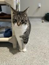 Mowgli, a ADOPTABLE Domestic Short Hair in Hamilton, MT image 3/3