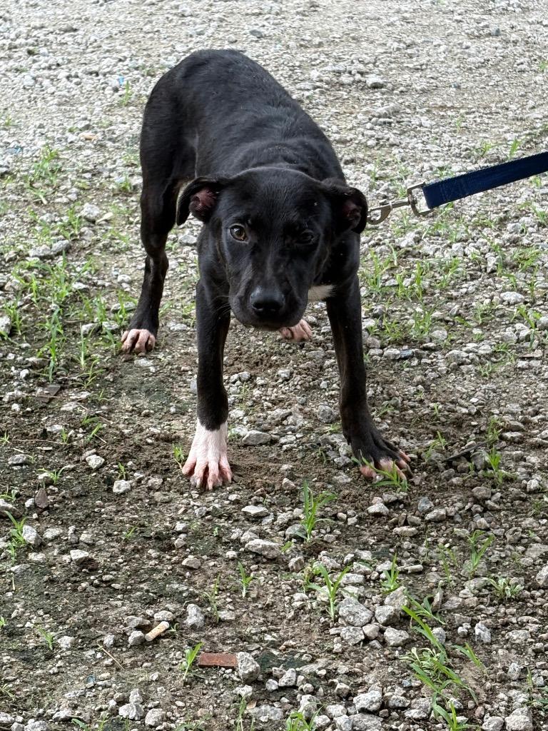 Enlarge Booda Butt, a Adoptable mixed breed in Effingham, SC image 3/4