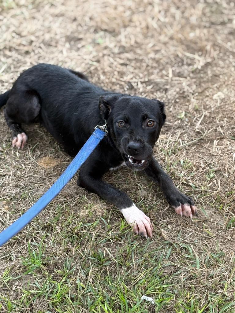 Enlarge Booda Butt, a Adoptable mixed breed in Effingham, SC image 1/4