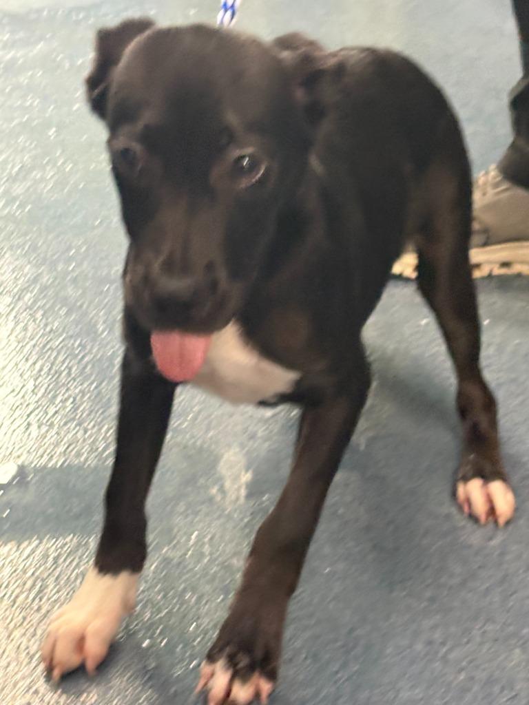 Enlarge Booda Butt, a Adoptable mixed breed in Effingham, SC image 2/4