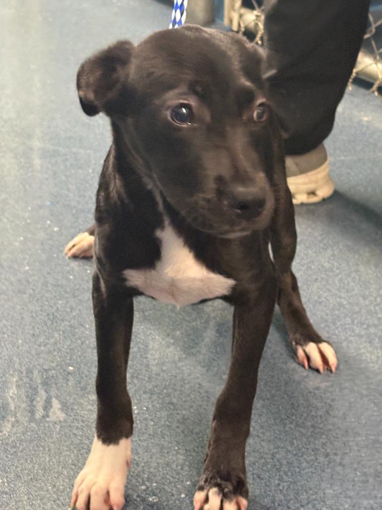 Enlarge Booda Butt, a Adoptable mixed breed in Effingham, SC image 4/4