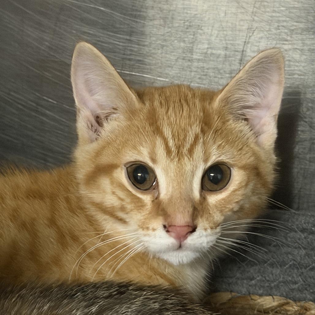 Enlarge Ronen, a Adoptable Domestic Short Hair in Marion, VA image 1/1