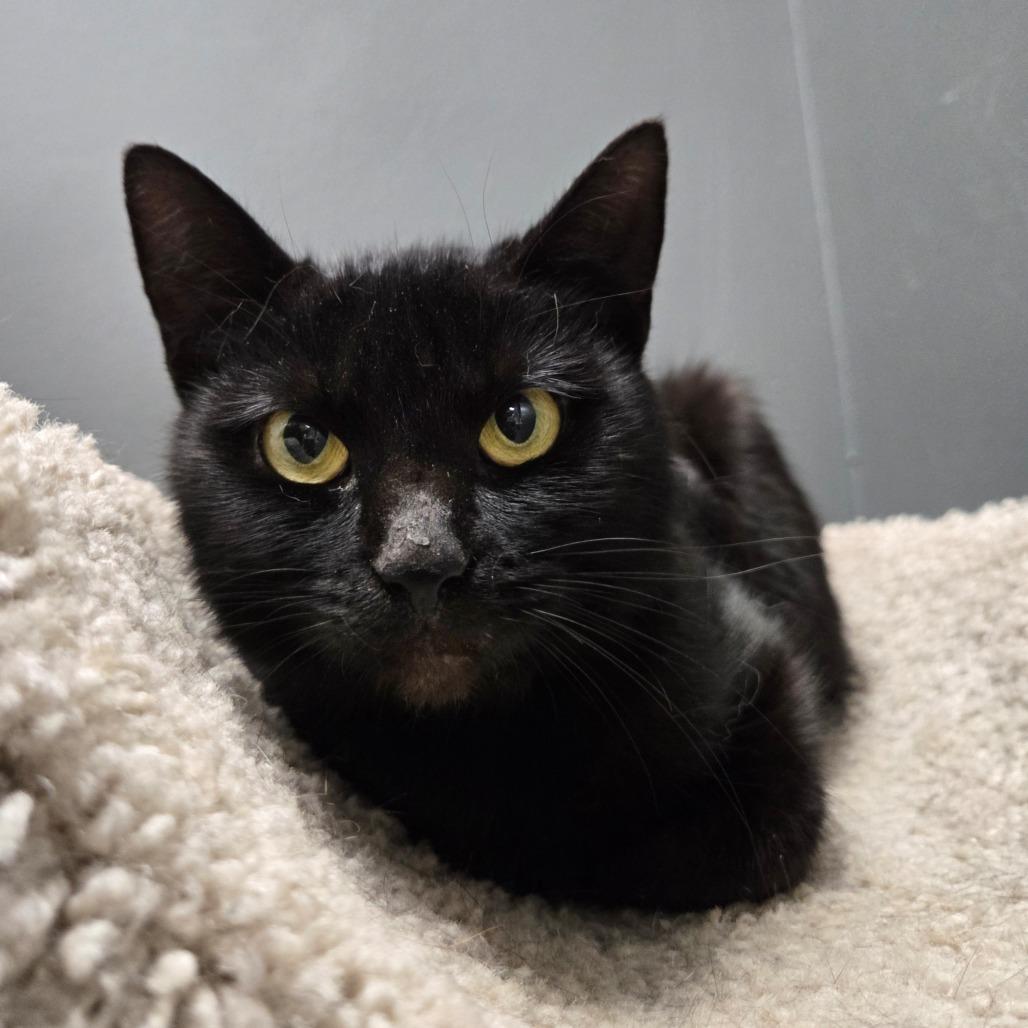 Blizzy, Adoptable, Young Female Domestic Short Hair.