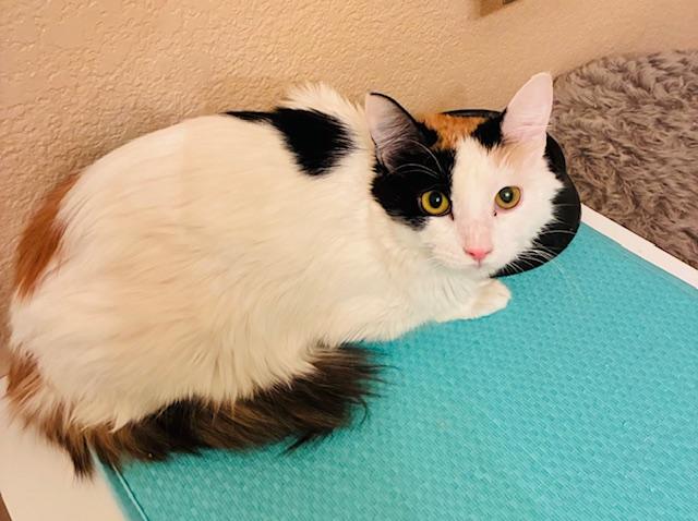 Maddie, a ADOPTABLE Domestic Short Hair in Las Vegas, NV image 1/2