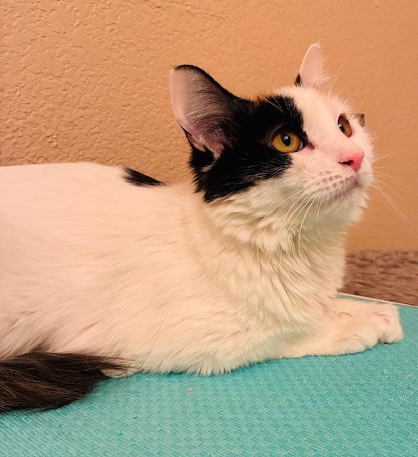 Maddie, a ADOPTABLE Domestic Short Hair in Las Vegas, NV image 2/2