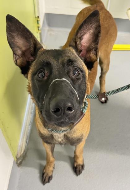 Enlarge Maxinious - 2, a Adoptable mixed breed in Daytona Beach, FL image 1/1