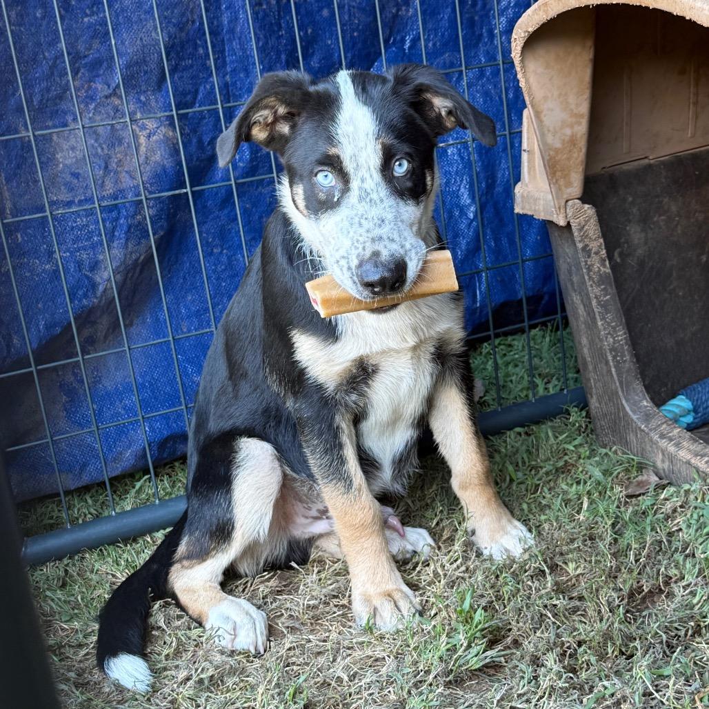 Blue 082003, Adoptable, Young Male Australian Cattle Dog / Blue Heeler & Husky.