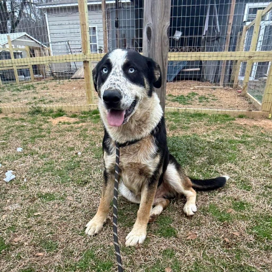 Enlarge Blue 082003, a Adoptable mixed breed in Amory, MS image 3/6