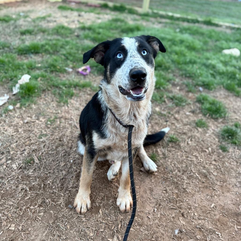 Enlarge Blue 082003, a Adoptable mixed breed in Amory, MS image 4/6