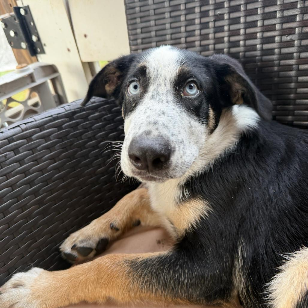 Enlarge Blue 082003, a Adoptable mixed breed in Amory, MS image 3/3