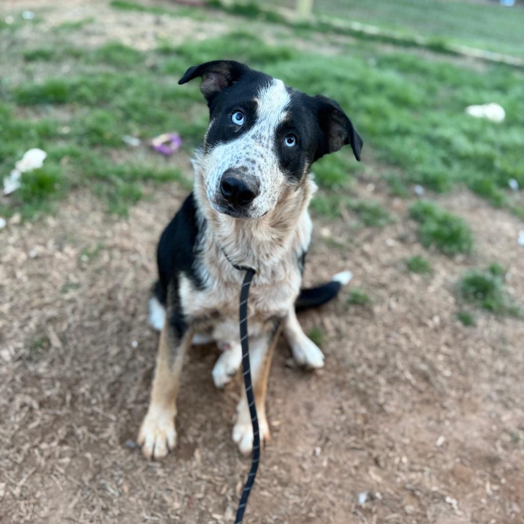 Enlarge Blue 082003, a Adoptable mixed breed in Amory, MS image 6/6