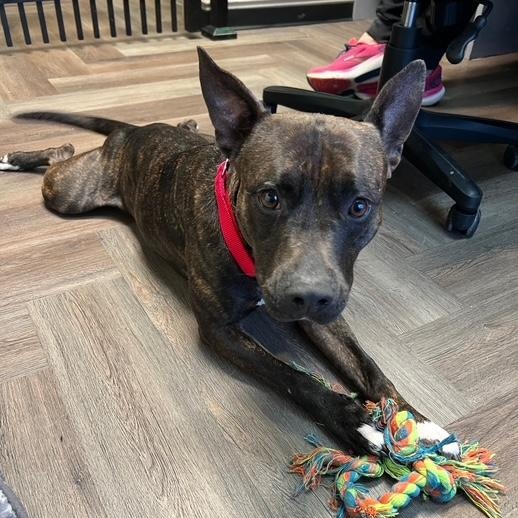 Ellie, a Adoptable mixed breed in Stevens Point, WI image 4/6