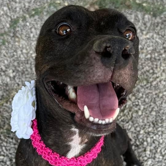 Ellie, a Adoptable mixed breed in Stevens Point, WI image 3/6