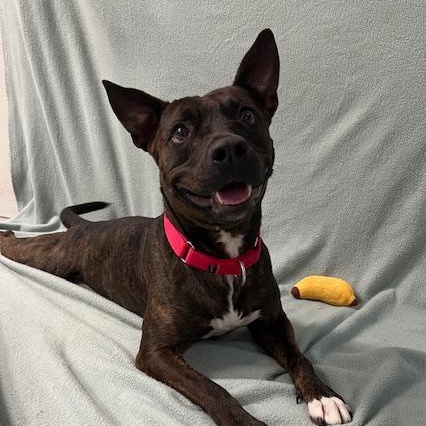 Ellie, a Adoptable mixed breed in Stevens Point, WI image 6/6