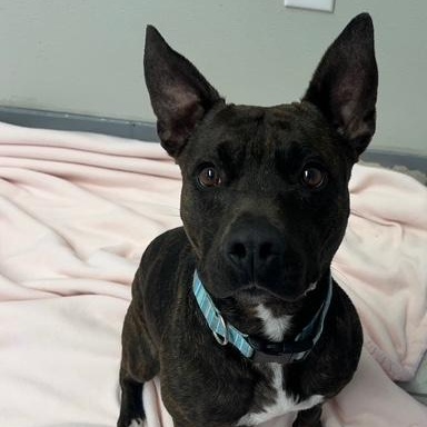 Ellie, a Adoptable mixed breed in Stevens Point, WI image 2/6