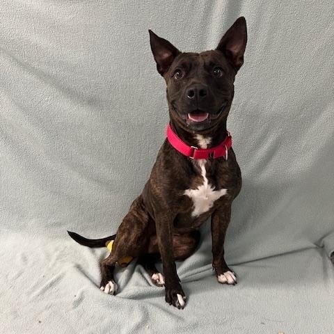 Ellie, a Adoptable mixed breed in Stevens Point, WI image 1/6