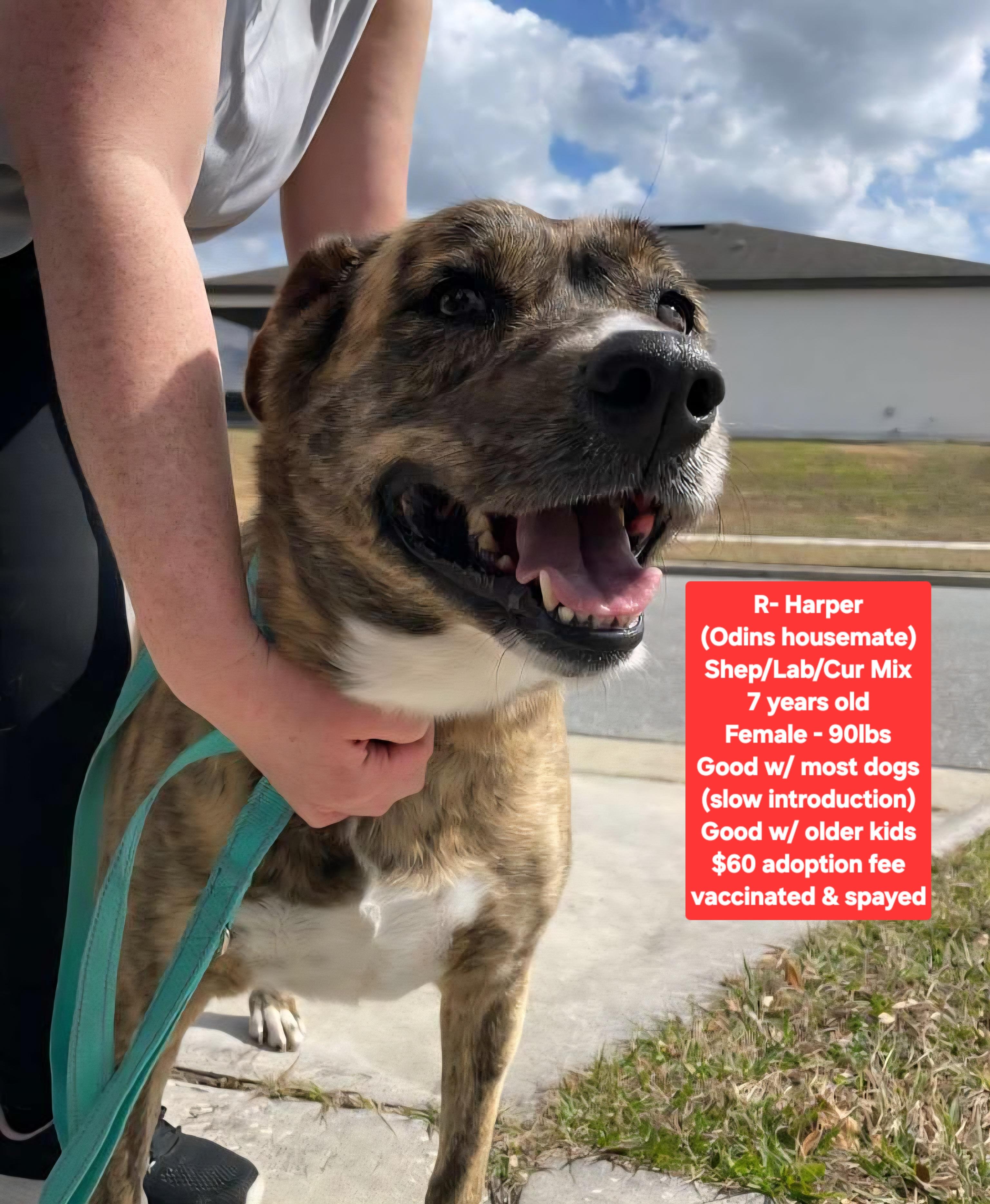 R- Harper, ADOPTABLE, Adult Female Shepherd & Labrador Retriever.
