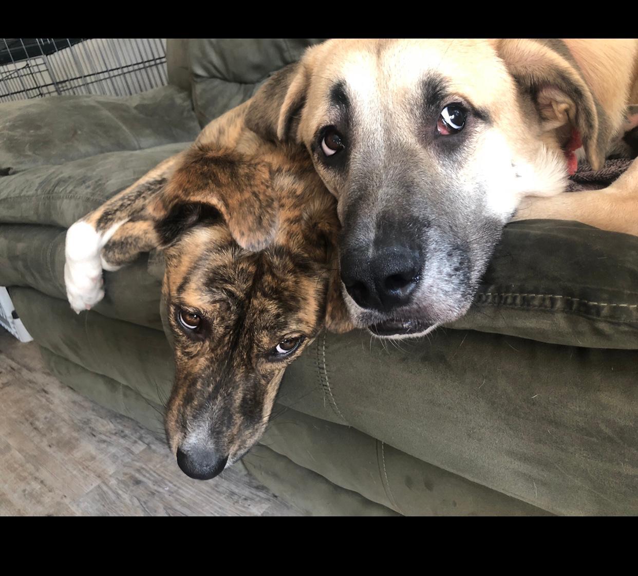 R- Harper, a ADOPTABLE mixed breed in Oviedo, FL image 3/4