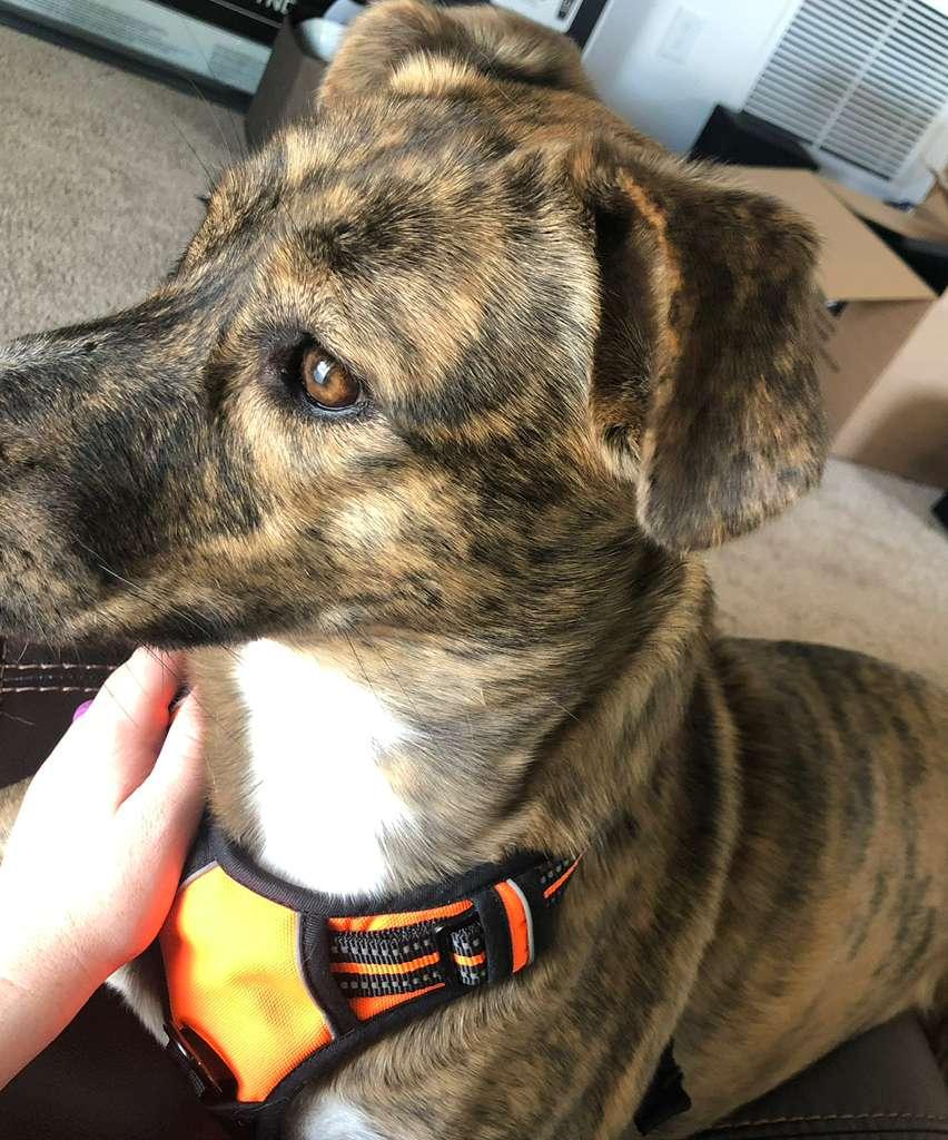 R- Harper, a ADOPTABLE mixed breed in Oviedo, FL image 4/4