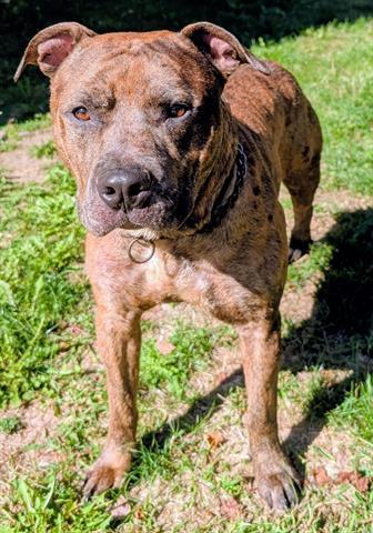 Enlarge MILKY WAY, a Adoptable Staffordshire Bull Terrier in Akron, OH image 1/1