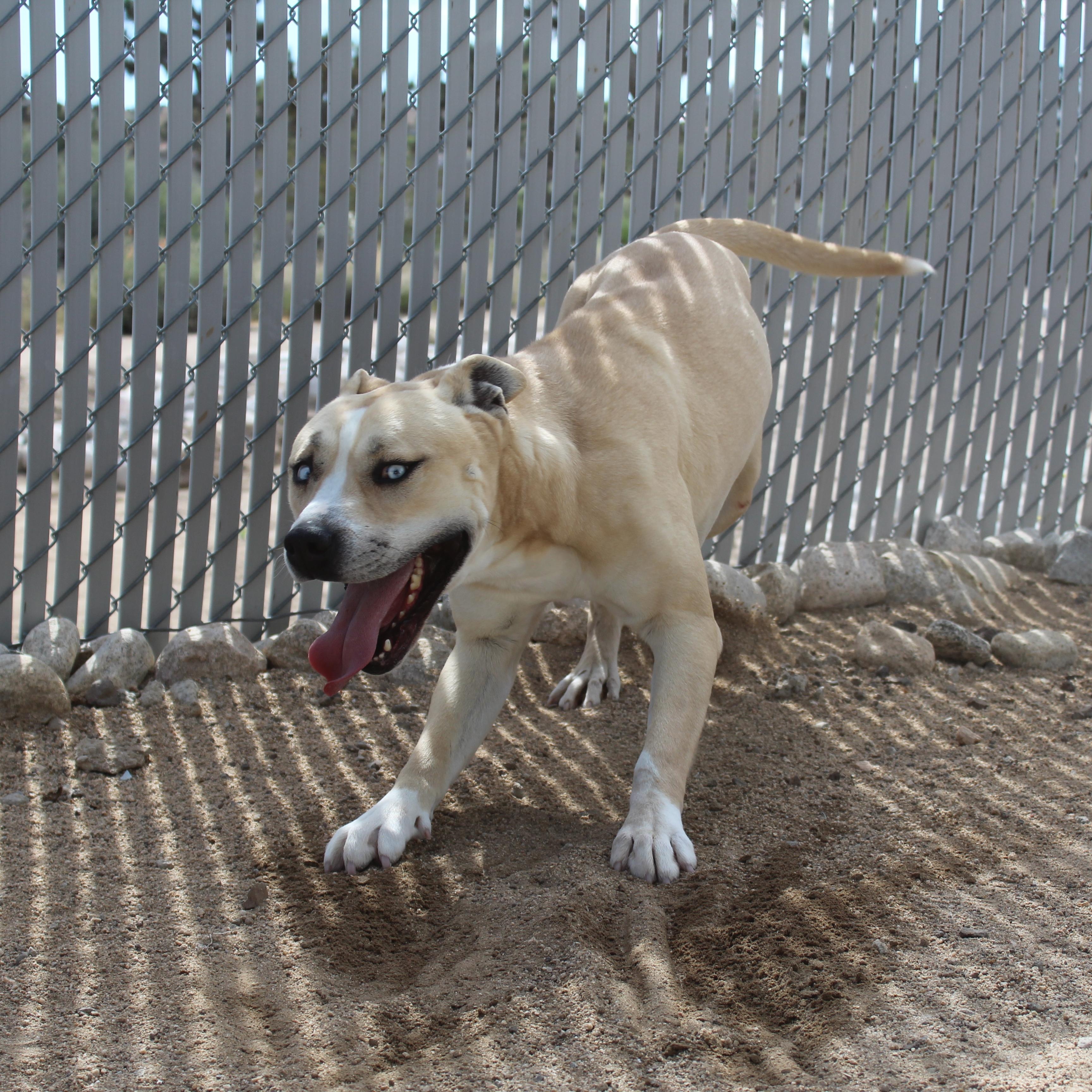 Earl, a Adoptable Pit Bull Terrier in Yucca Valley, CA image 2/4