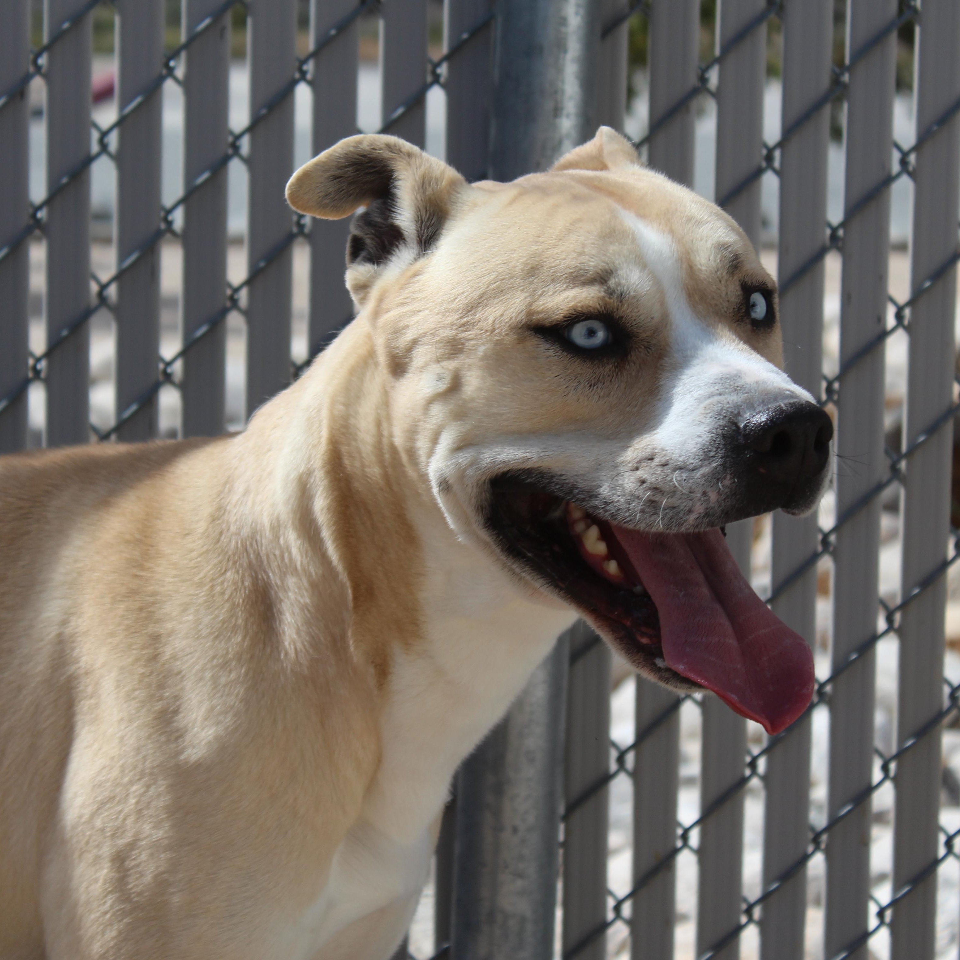 Earl, Adoptable, Adult Male Pit Bull Terrier.