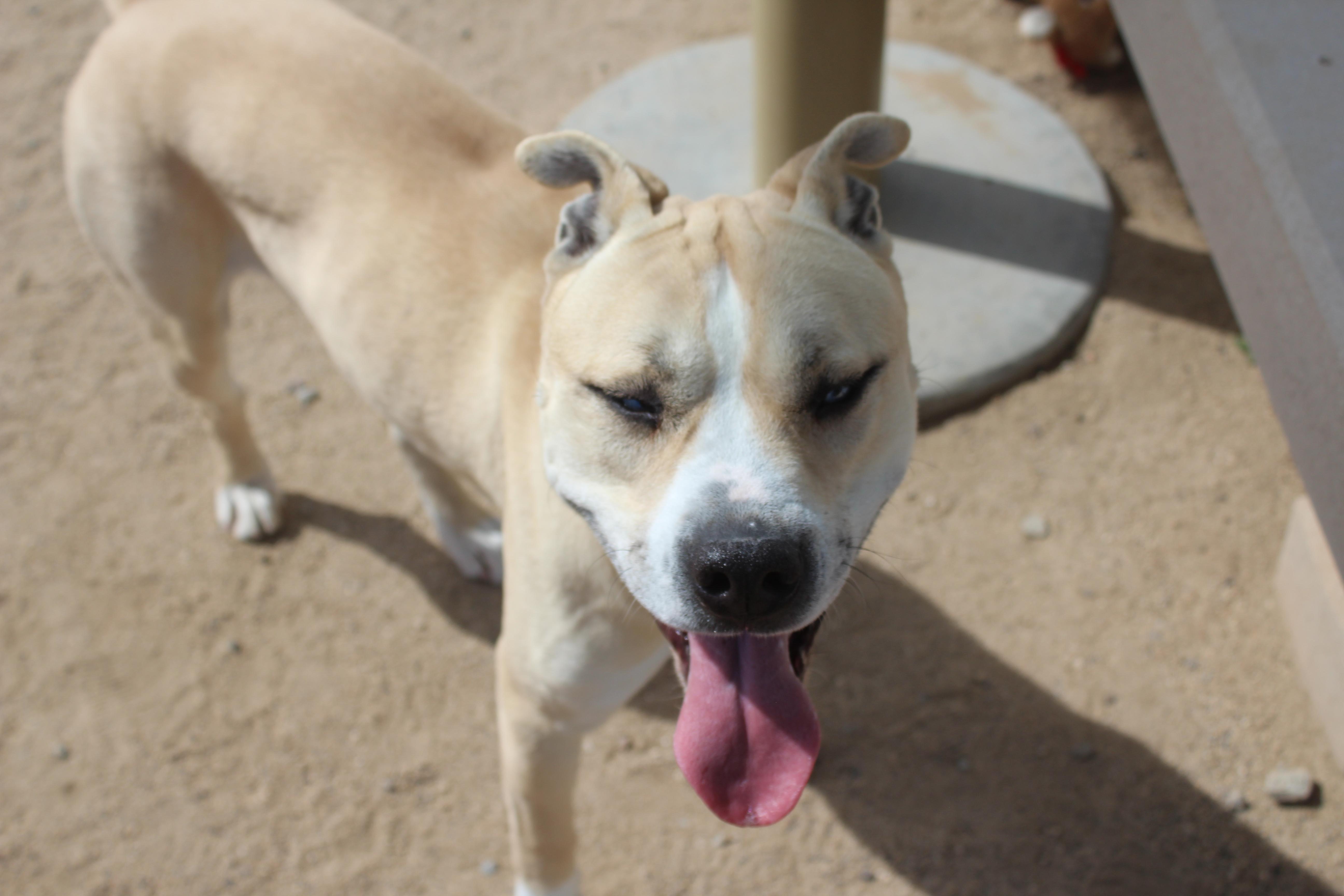 Earl, a Adoptable Pit Bull Terrier in Yucca Valley, CA image 3/4
