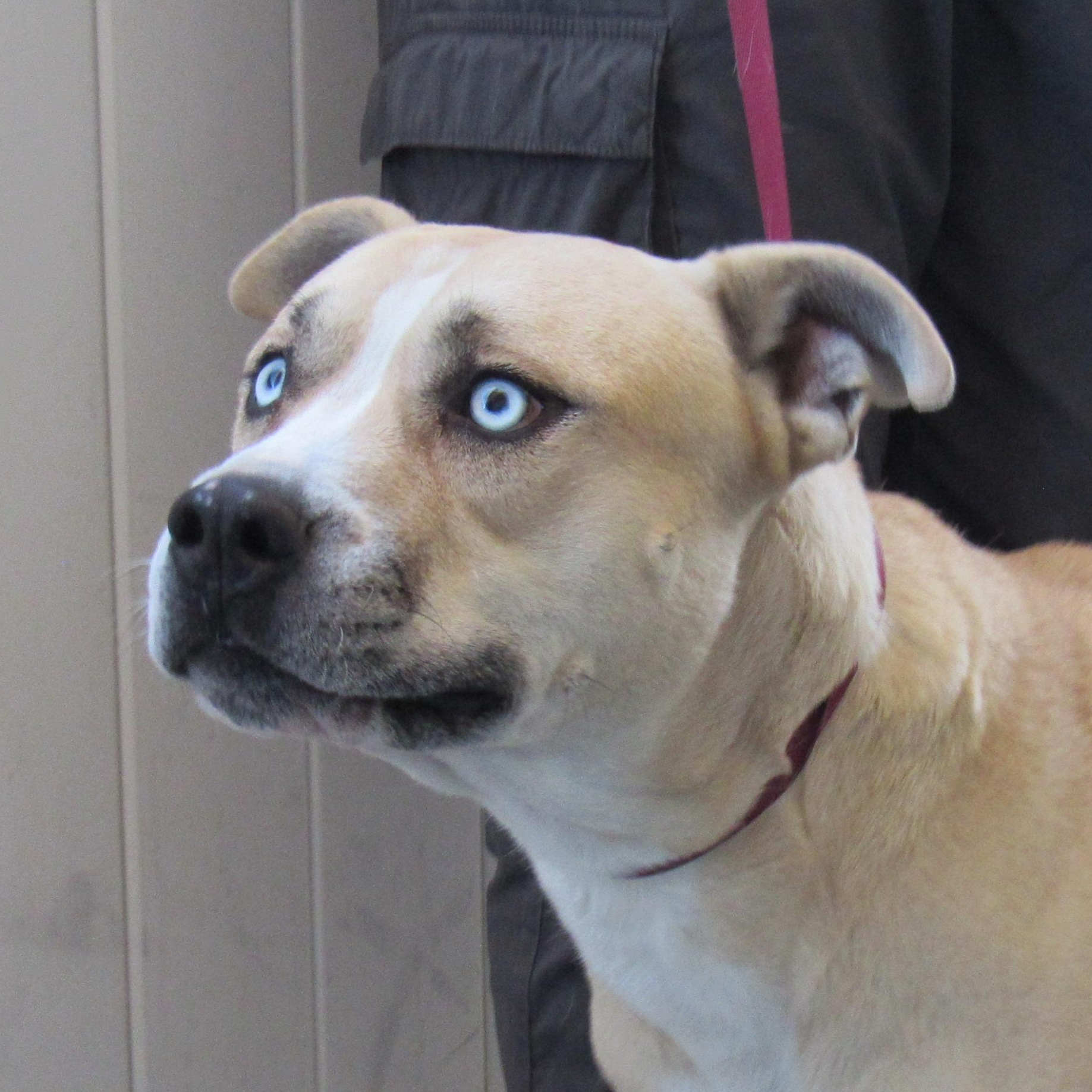 Earl, Adoptable, Adult Male Pit Bull Terrier.