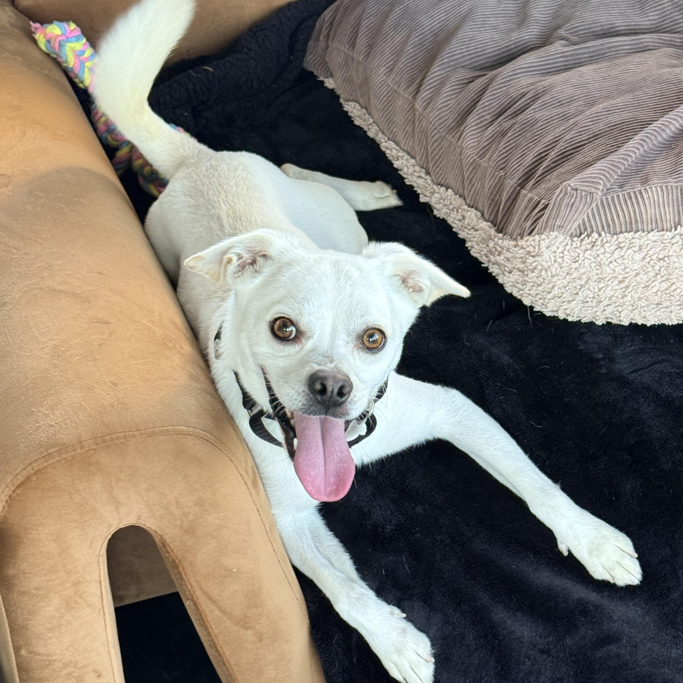 Enlarge KING, a Adoptable mixed breed in los angeles, CA image 4/6