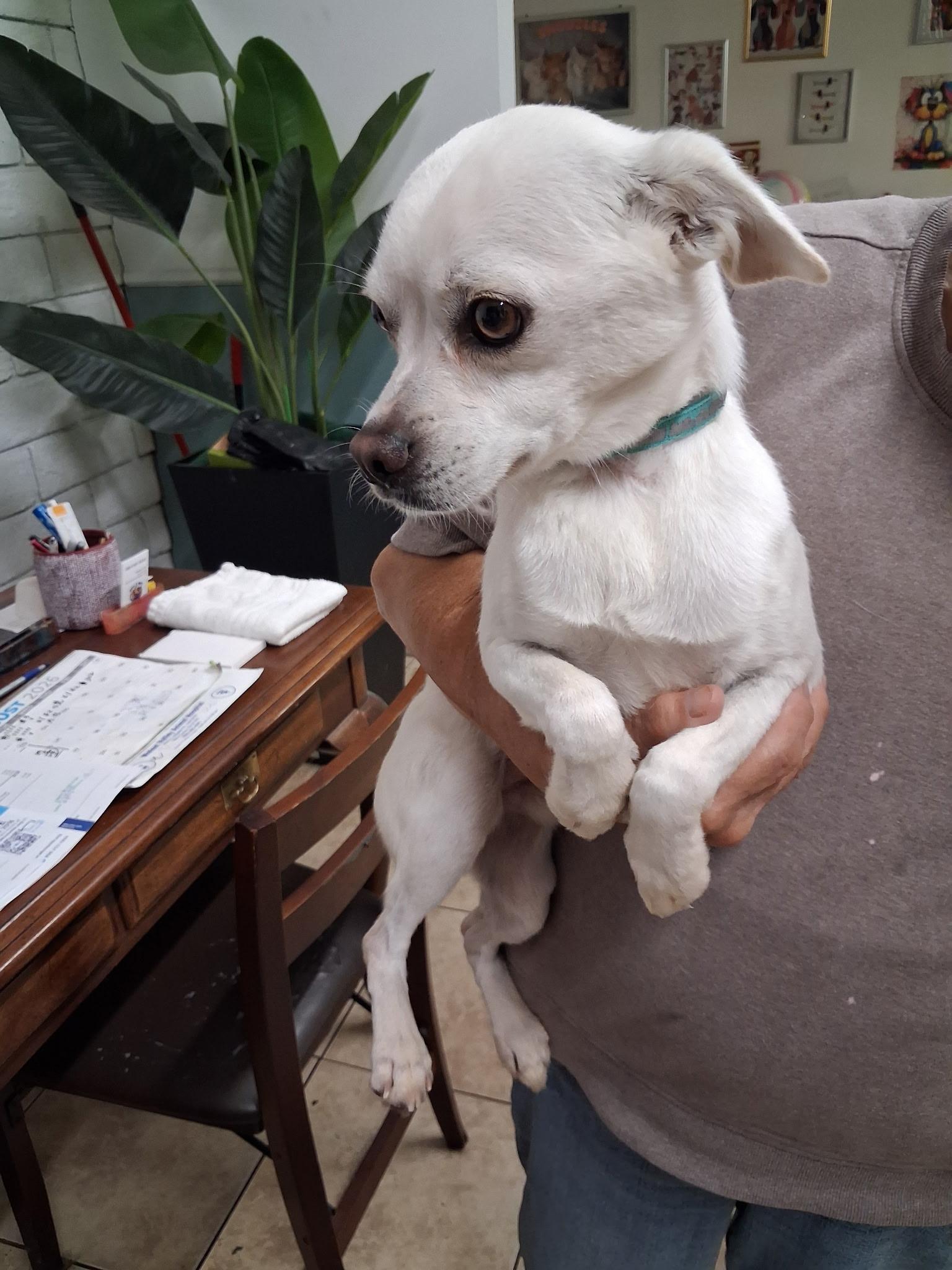 Enlarge KING, a ADOPTABLE mixed breed in los angeles, CA image 2/5