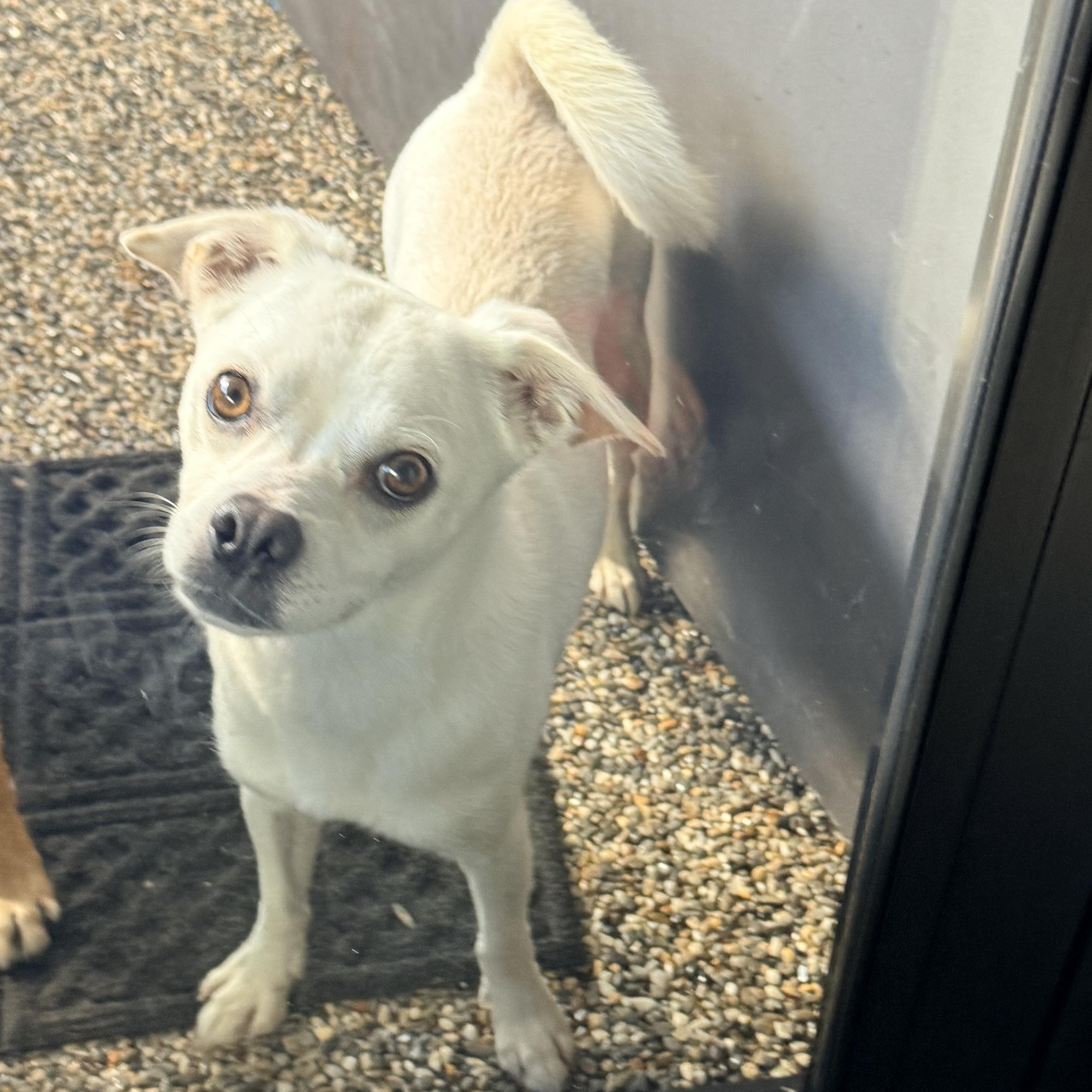Enlarge KING, a Adoptable mixed breed in los angeles, CA image 5/6