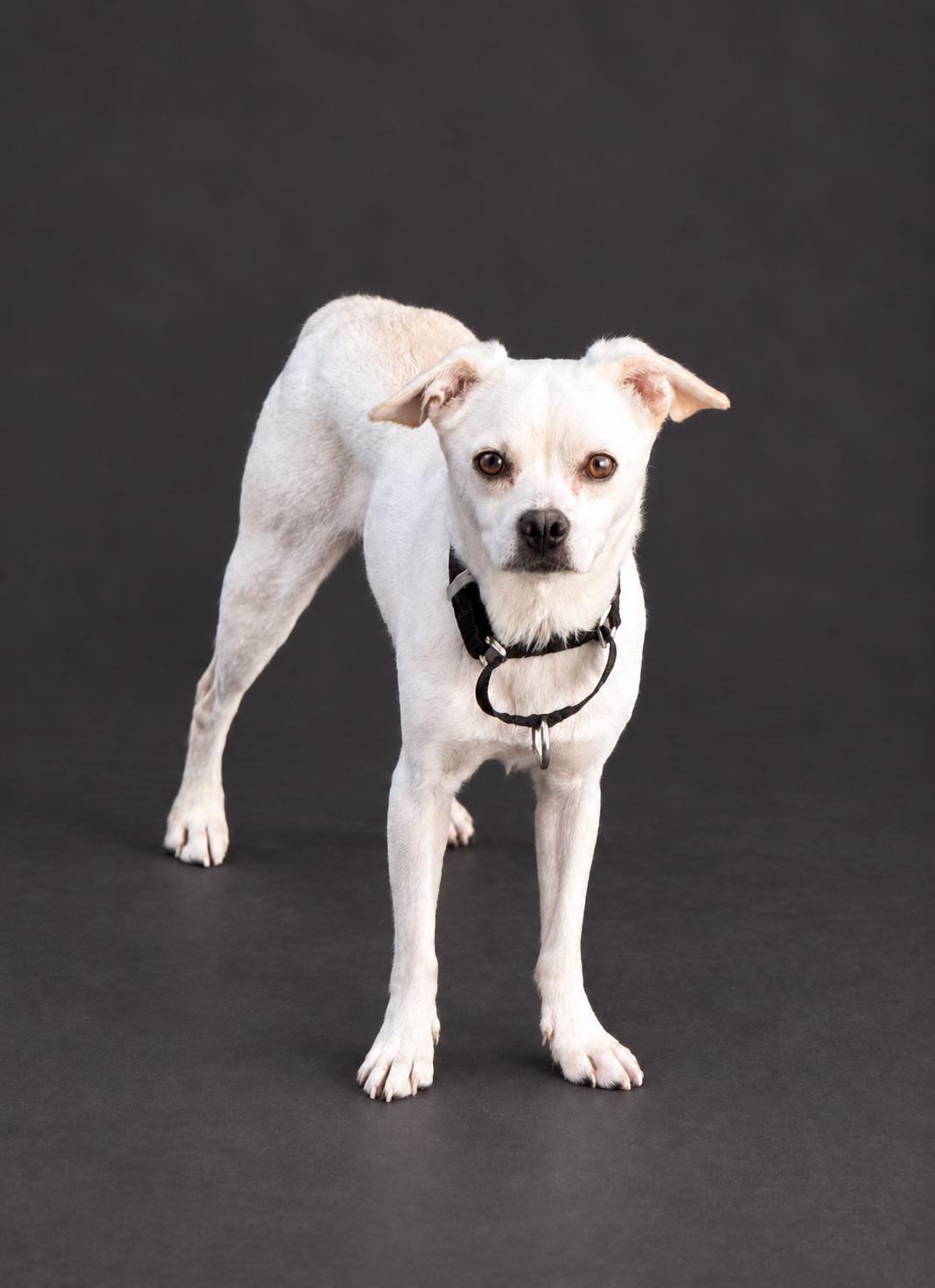 Enlarge KING, a Adoptable mixed breed in los angeles, CA image 2/6