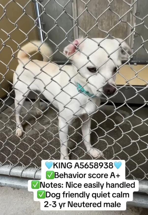 Enlarge KING, a ADOPTABLE mixed breed in los angeles, CA image 4/5