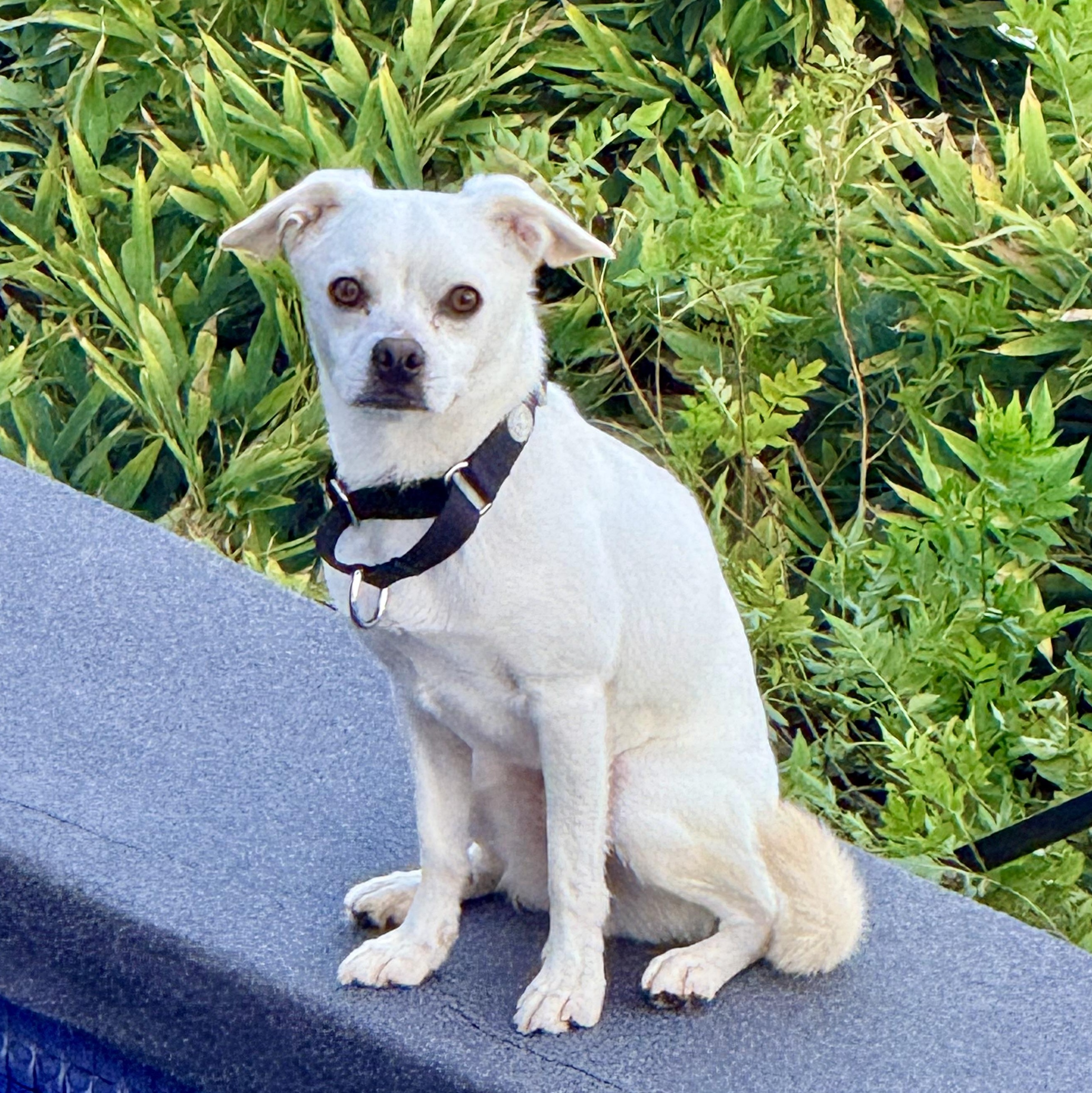 Enlarge KING, a Adoptable mixed breed in los angeles, CA image 3/6