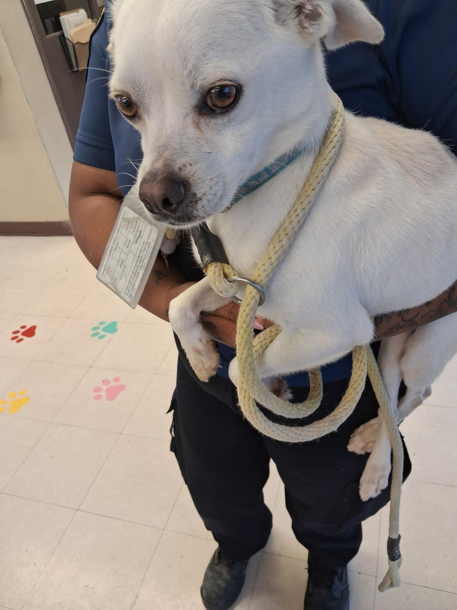 Enlarge KING, a ADOPTABLE mixed breed in los angeles, CA image 3/5