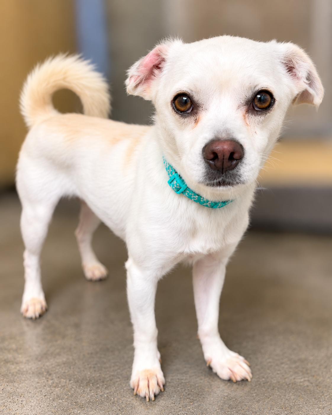 KING, ADOPTABLE, Adult Male Chihuahua.