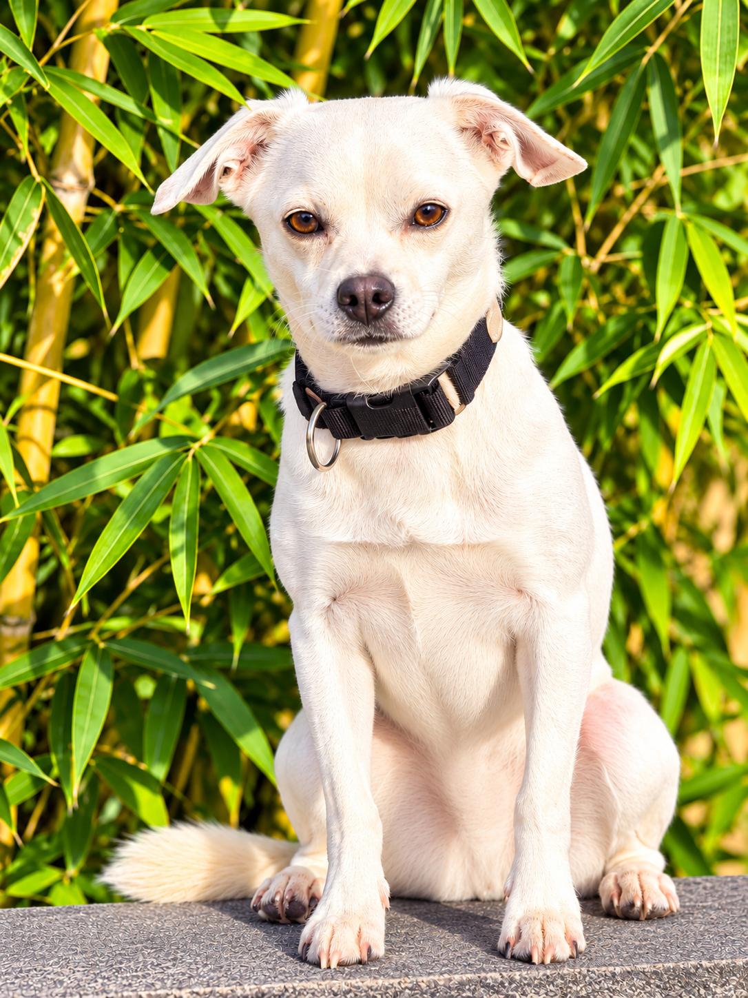 Enlarge KING, a Adoptable mixed breed in los angeles, CA image 1/6
