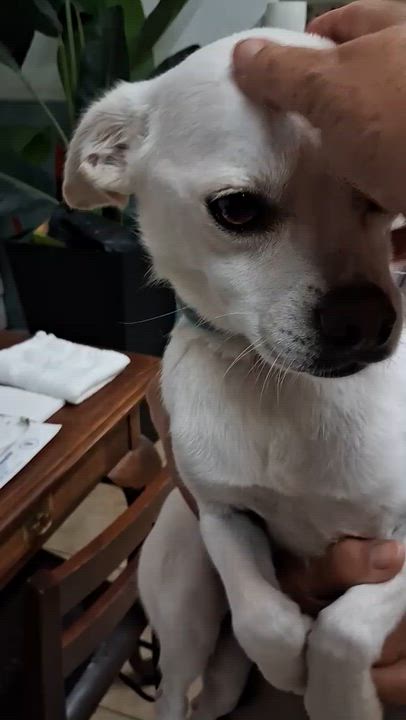 Enlarge KING, a ADOPTABLE mixed breed in los angeles, CA video 5/5