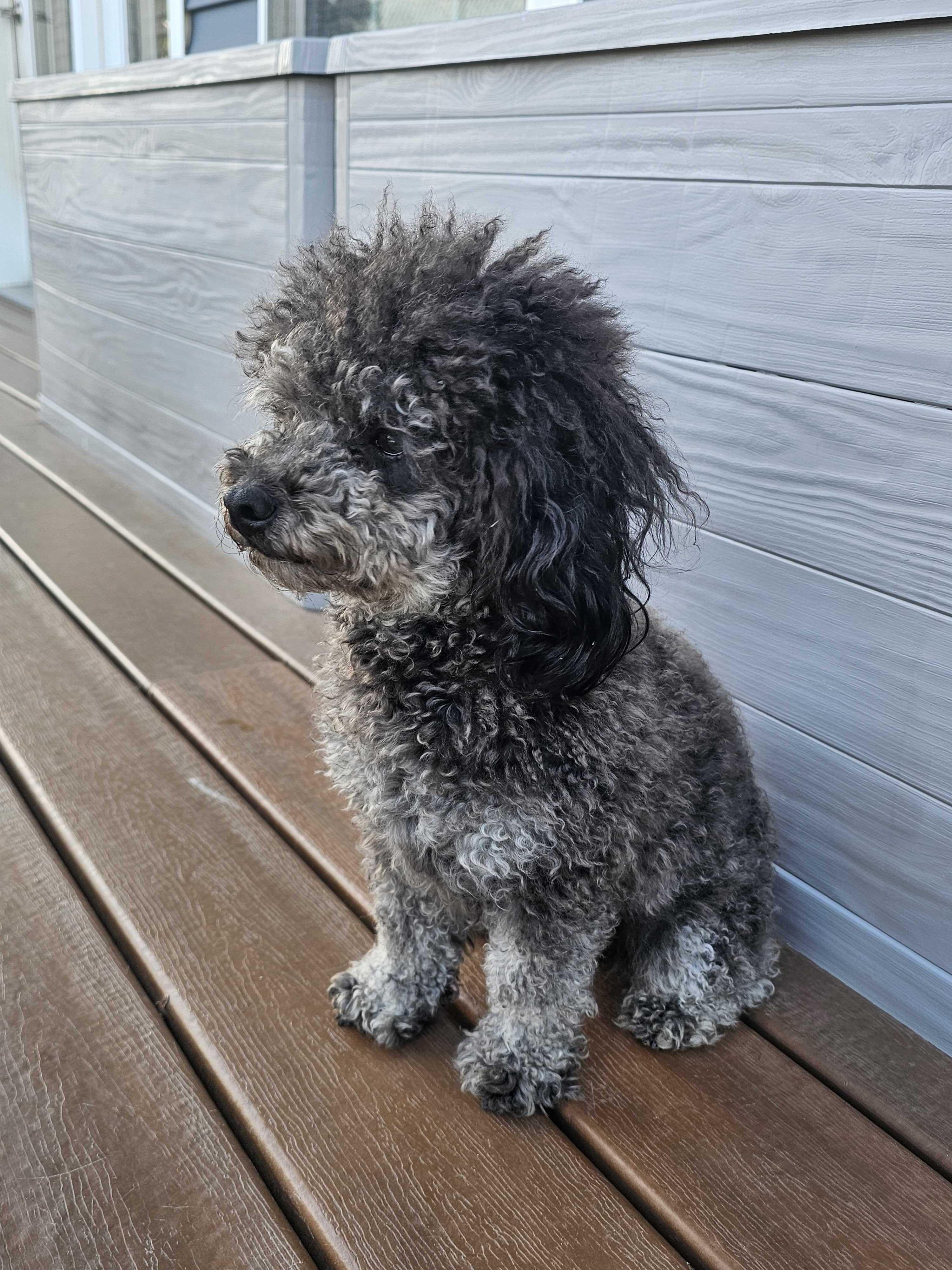 Fern, an adopted Miniature Poodle in Cedar Rapids, IA image 4/6