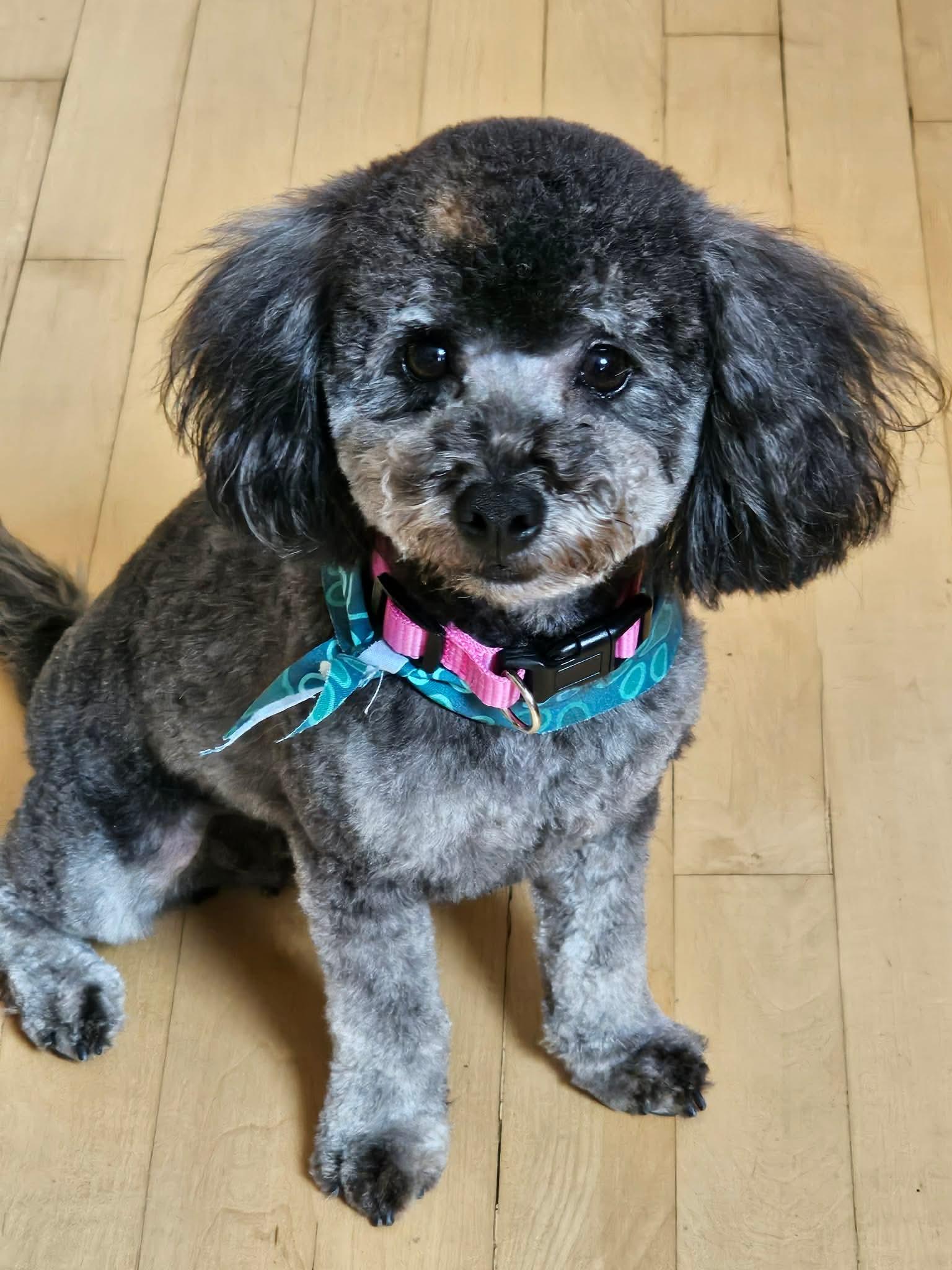 Fern, adopted, Adult Female Miniature Poodle.