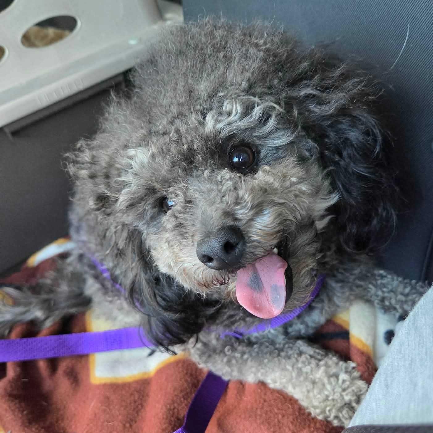 Fern, an adopted Miniature Poodle in Cedar Rapids, IA image 2/6