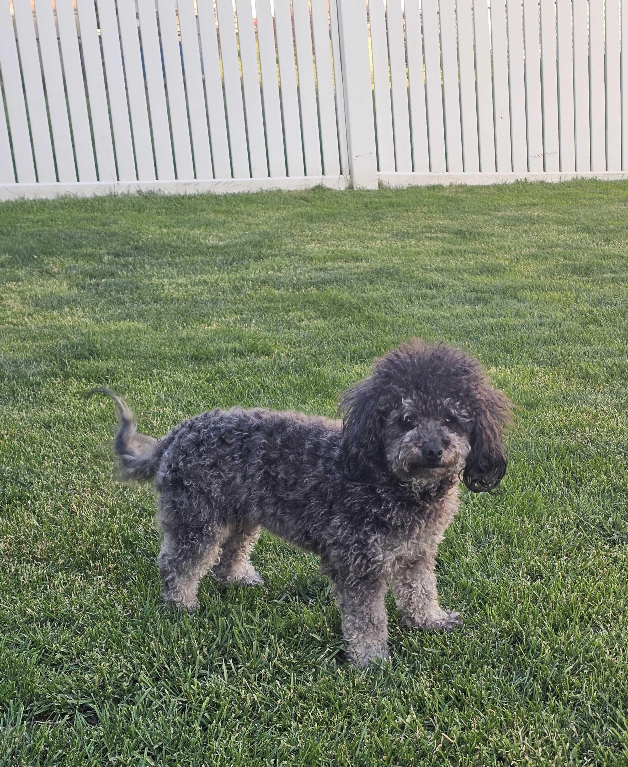 Fern, an adopted Miniature Poodle in Cedar Rapids, IA image 3/6