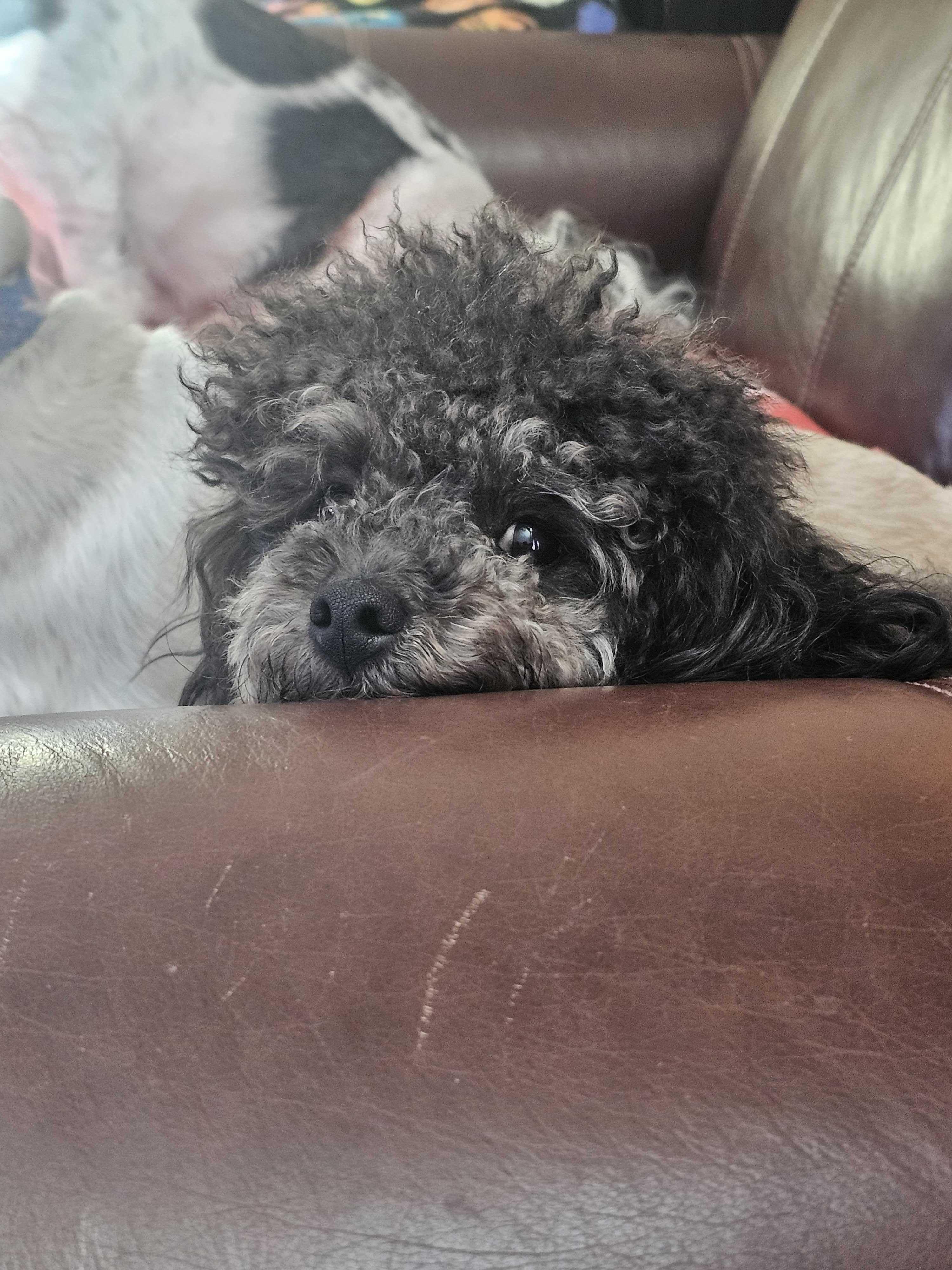 Fern, an adopted Miniature Poodle in Cedar Rapids, IA image 6/6
