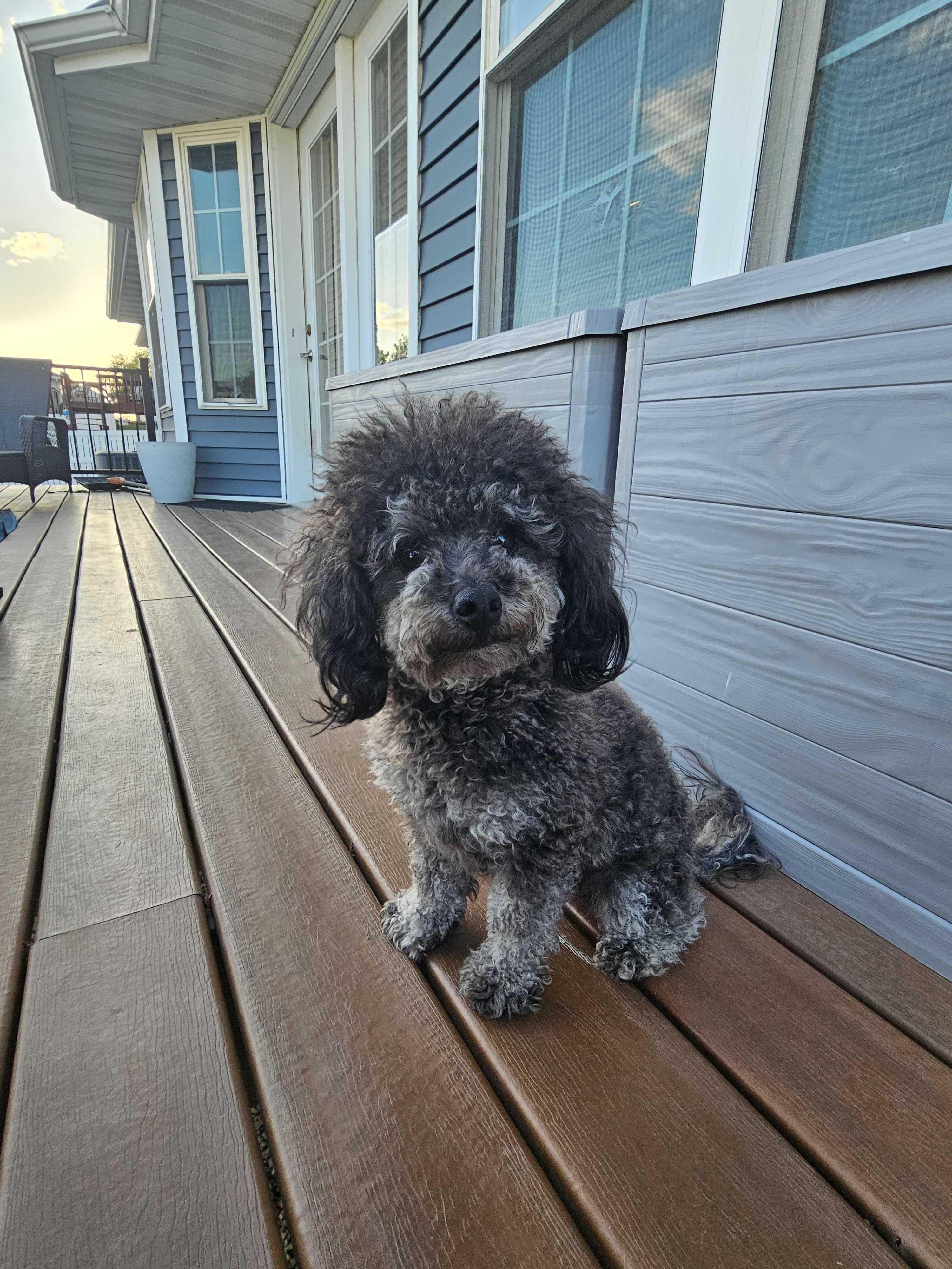 Fern, an adopted Miniature Poodle in Cedar Rapids, IA image 5/6
